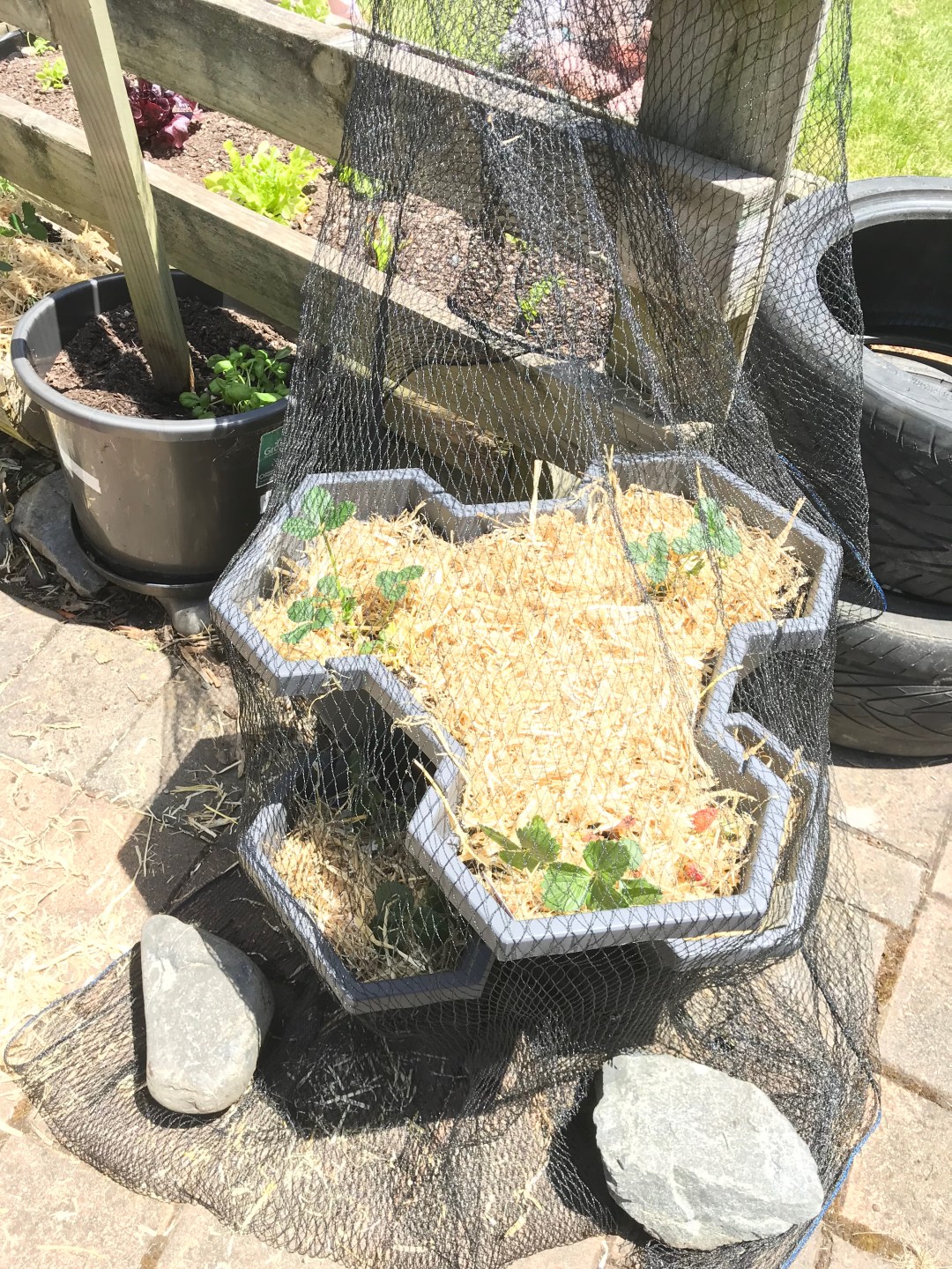 L2fGdZMUSlSMahu+ZRsH+A